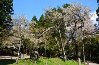 会津五桜の磐椅神社 大鹿桜は菊咲き桜 会津 磐梯の周辺観光を楽しもう